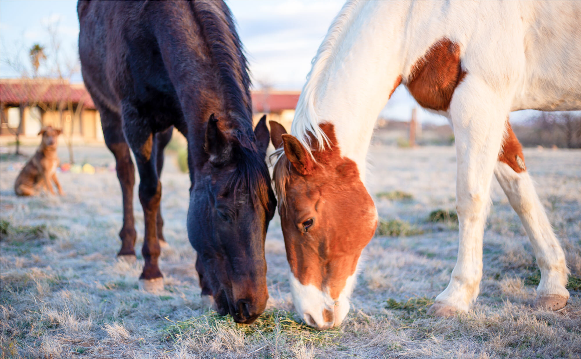 Equine-Assisted Psychotherapy