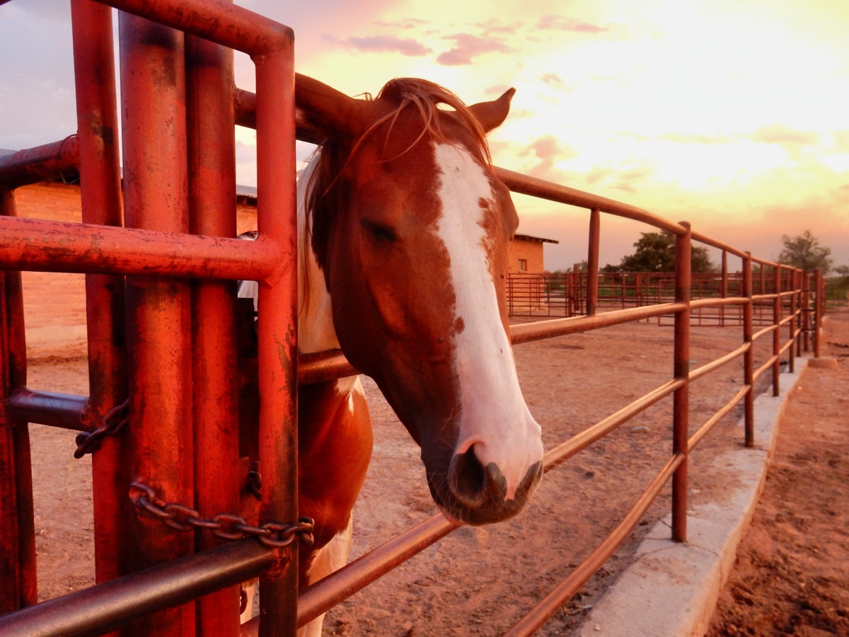 Equine Therapy For Addiction In Arizona | Seven Arrows Recovery