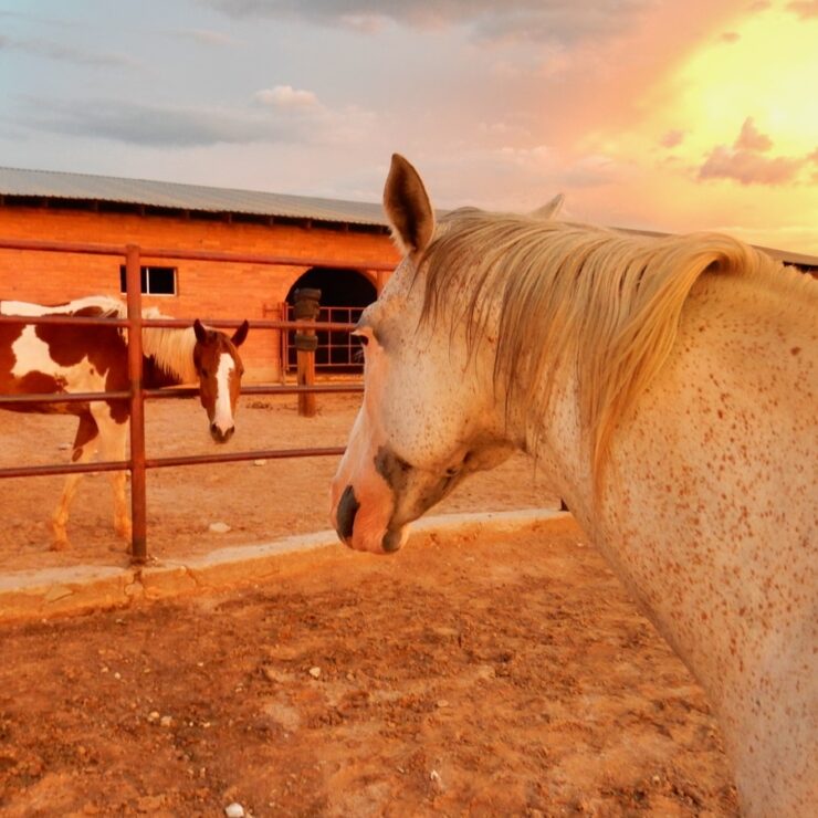 How Can Equine Therapy Benefit Addiction Recovery?