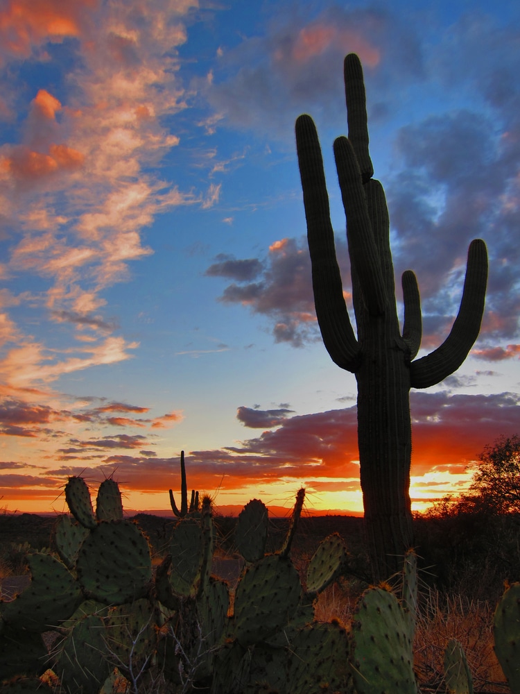 View of a saguaro during sunset.
