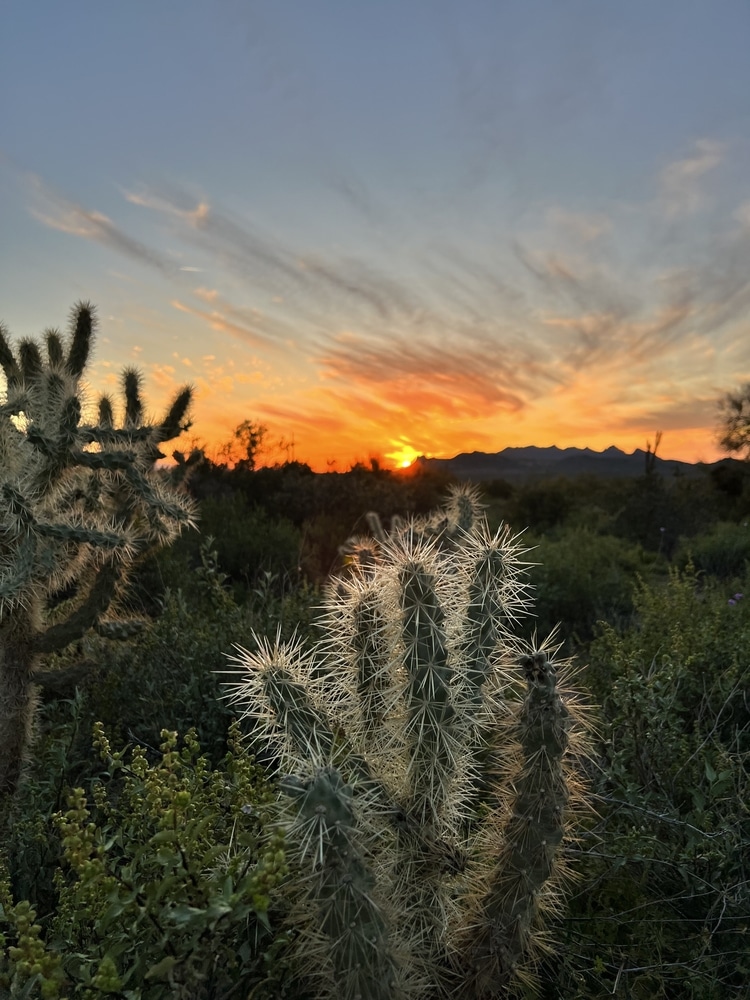 View of cactus with a backdrop of the setting sun.