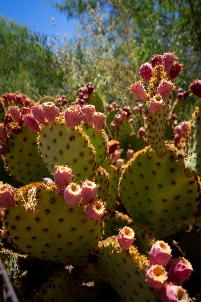 View of prickly pear cactus.