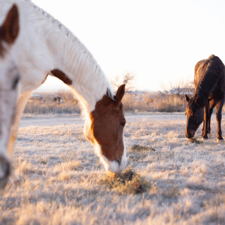 The Benefits of Animal-Assisted Therapies in Addiction Treatment