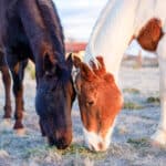 Are There Drug Rehabs with Horses? Exploring Equine Therapy in Addiction Treatment